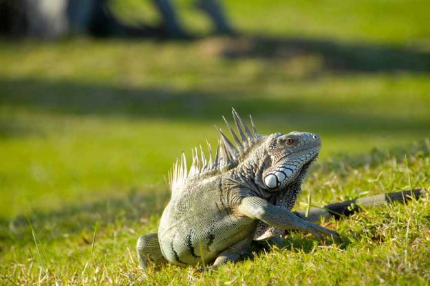 Iguana in Mullet Bay